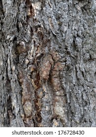 Tree bark - Φωτογραφία στοκ