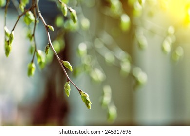 tree branch with buds background, spring  Stock Photo