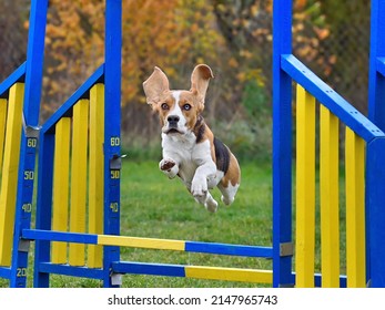 Tricolor beagle jumping over hurdle on agility training Foto stock