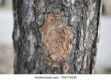 The trunk of a coniferous tree with a dark gray bark and a place with a peeled bark of red color - Φωτογραφία στοκ