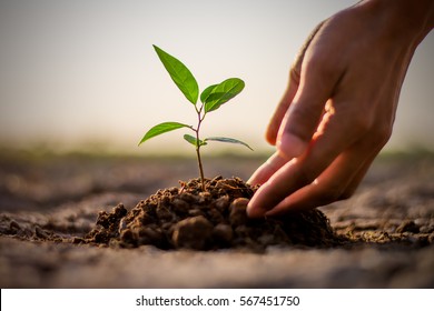 Two hands of the men  were planting the seedlings into the ground to dry. Stock Photo