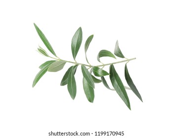 Twig with fresh green olive leaves on white background Stockfotó