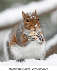 Usa, washington state, sammamish. grey squirrel feeding in fresh snowfall Adlı Stok Fotoğraf