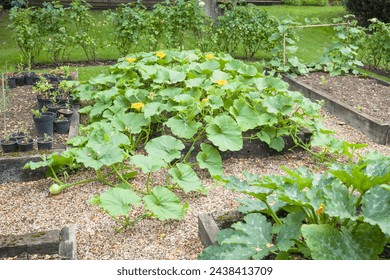 Vegetables (winter squash Crown Prince) growing in a raised bed in a UK garden in summer Foto stock