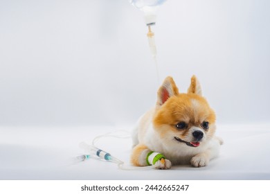 veterinary medicine, pet, animals, health care concept, Pomeranian dog sitting on white floor and treating by Intravenous fluid therapy with blur syringe, drug injection or vaccination, isolate.: stockfoto