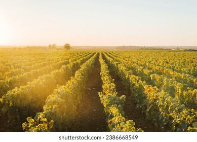 paisaje vitícola. Viña de Borgoña. Vive en Francia. Producción de vino. Amanecer sobre los viñedos. El futuro del vino. Viticultura