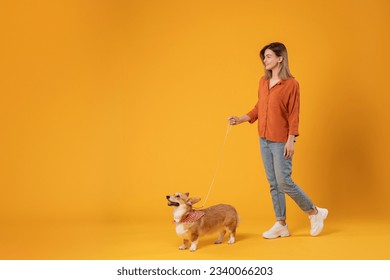 Camina con mascota. Jovencita emocionada caminando con su lindo perro de corgi en una correa aislada en un estudio amarillo, cuerpo entero, banderas, espacio libre Foto de stock