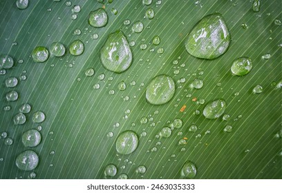 Water drops fall on banana leaves, creating a soothing sound as they glisten and roll off the vibrant green surface. Foto stock