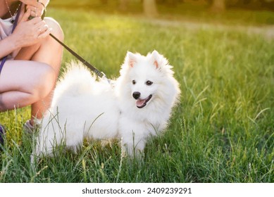 Una joven perra blanca sobre una correa sin un bozal está parada sobre un césped verde en la ciudad, el dueño está sentado al lado del perro y lo entrena, se comunica con él. Spitz spitz Foto de stock