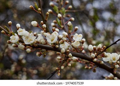 White beautiful flowers in the tree blooming in the early spring, backgroung blured. High quality photo Stock Photo