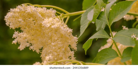 White flowers of elderberry (Sambucus nigra L.) on a spring day in the city.Beautiful and abundant white flowers of a plant that cures infections (especially viral ones).: zdjęcie stockowe
