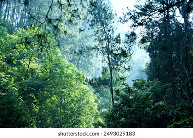 a wild land overgrown with dense vegetation, often nearly impenetrable, especially tropical vegetation or a tropical rainforest.: dziennikarskie zdjęcie stockowe