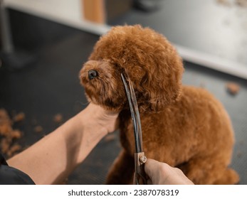 Woman trimming toy poodle with scissors in grooming salon.  Stock fotografie