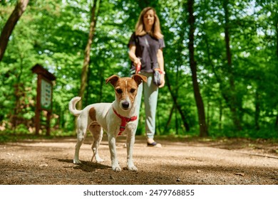 Woman wearing casual clothes walks her Jack Russell terrier dog in summer park. Dog is wearing red harness. Cute pet at morning walking – Ảnh có sẵn