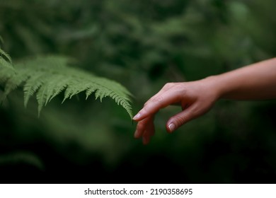 女性の手とシダの葉。人と自然の写真素材