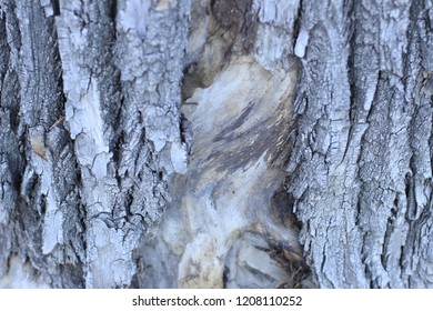 wood texture macro - Φωτογραφία στοκ