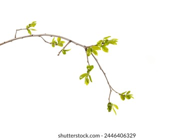 白い背景に木の枝に若い緑の葉、春にはつぼみの写真素材