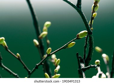 Young Spring green buds on the tree branches. Springtime seasonal macro close up Stock Photo