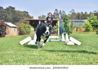 Agility Dogs Et Flyball Dogs Fun Day : photo de stock