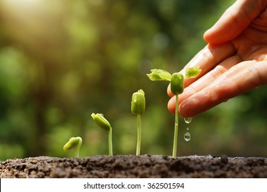 Agriculture. Growing plants. Plant seedling. Hand nurturing and watering young baby plants growing in germination sequence on fertile soil with natural green background                                Stock Photo
