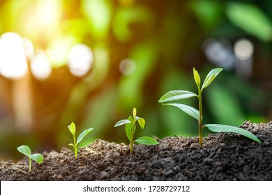 Agriculture and plant grow sequence with morning sunlight and dark green blur background. Germinating seedling grow step sprout growing from seed. Nature ecology and growth concept with copy space. Stock Photo