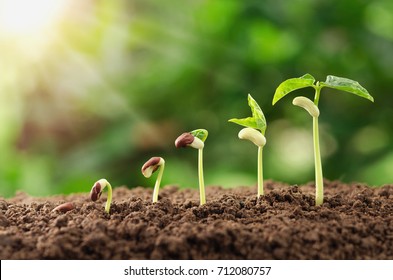agriculture plant seeding growing step concept in garden and sunlight Stock Photo