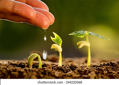 Agriculture and Seedling concept by Male hand watering young tree over green background Stock Photo
