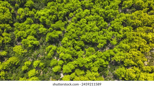 AEIRAL, TOP DOWN: Flying over the lush green pine tree canopies covering Korcula island. Fragrant pines and mediterranean shrubbery cover the rocky wilderness of a remote island In the Adriatic.