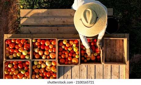 日の出のとき、平台のトレーラーでトマトを選ぶ男性の空中接写。の写真素材