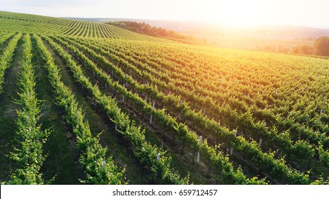 Vista aérea de un verde viñedo de verano al atardecer Foto de stock