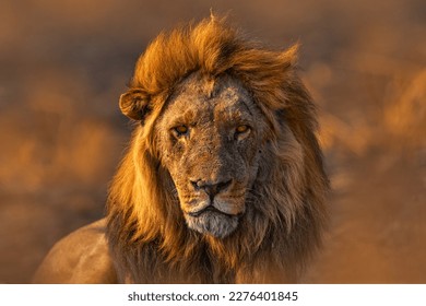 Africa lion, male. Botswana wildlife. Lion, fire burned destroyed savannah. Animal in fire burnt place, lion lying in the black ash and cinders, Savuti, Chobe NP in Botswana. Hot season in Africa.    Foto Stock