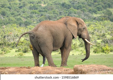 African elephant pooping and peeing in, South Africa
の写真素材