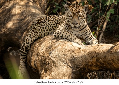 American jaguar on the hunt. Wild nature in the Pantanal. Foto Stock