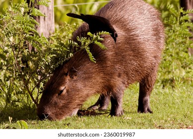 Animal capybara the largest herbivorous rodent Stock-foto