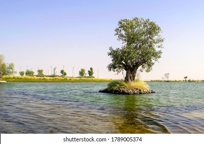 UAE의 사막에 있는 인공 호수. 인공 호수와 푸른 하늘과 푸른 자연을 바라보는 아름다운 풍경. 큰 나무는 호수 한가운데에서 물에서 자란다  스톡 사진
