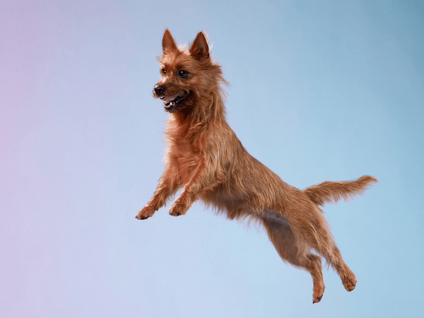 Australian Terrier caught mid-jump, exuding playfulness in the studio. The dog fur and exuberant energy are captivating Foto stock