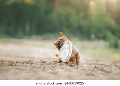 Un chien de Terrier australien chasse intensément un jouet montrant la détermination et l'athlétisme sur un chemin sablonneux. Cette  Image capte l'attention intense du Terrier et l'excitation bondée du gam : photo de stock