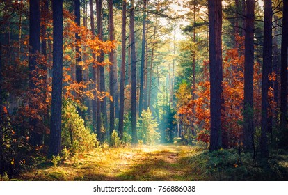 가을의 숲.화려한 숲에서 해가 가지각으로 돋아나는 아침.햇살 아래 스톡 사진