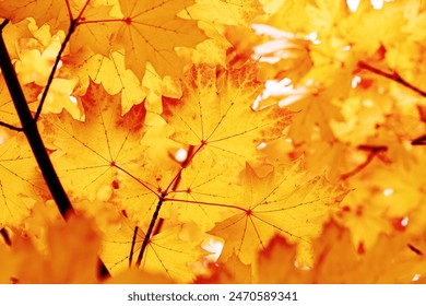 Autumn natural background, close up maple leaves beauty in nature abstract yellow red orange color leaf, botanical texture pattern from autumnal foliage, fall color gradient, vivid scenic  landscape Arkistovalokuva