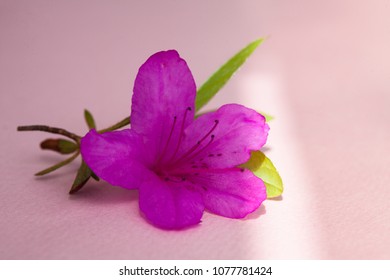 Azalea blooming on pink paper under the afternoon light 
 Foto stock