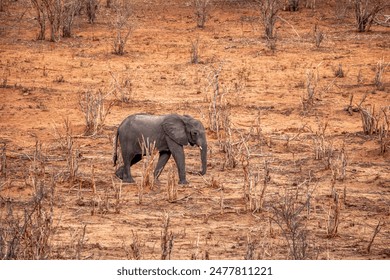 baby elephant on dry land, extreme drought effects of global warming, in okavango delta Foto Stock
