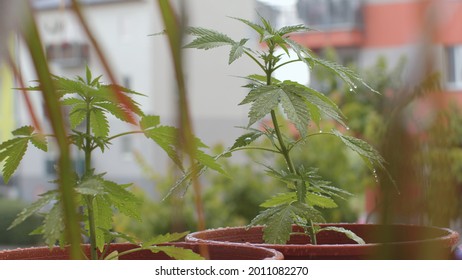 Balcony potted cannabis plants. Wet leaves after rain, natural moisture. Growing fresh food. Camera movement.: stockfoto