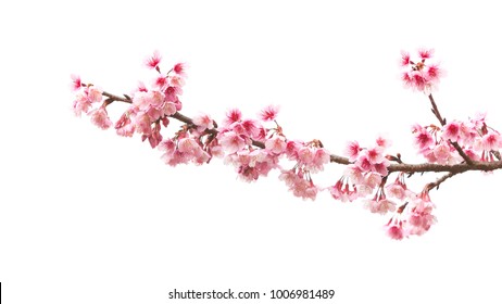 Beautiful Cherry blossom flower in blooming with branch isolated on white background for spring season Stock Photo