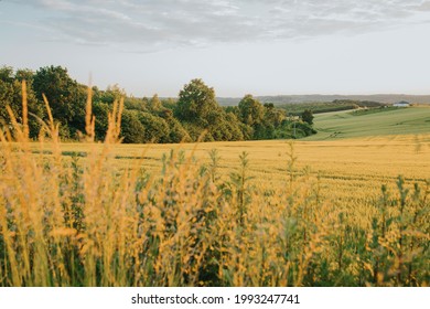 Стоковая фотография: The beautiful barley field at sunset