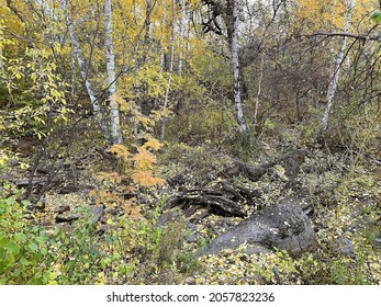 가을에는 아름다운 자작나무 숲과 냇가.나무 사이에 작은 강이 있는 아름다운 화려한 숲.나무와 물이 있는 조용한 풍경. 스톡 사진