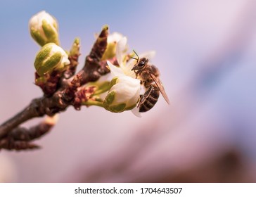 Beautiful blooming plum tree in early spring. Spring background - plum tree buds and colors, blossomed on a sunny day with a bee on them
 Stock Photo