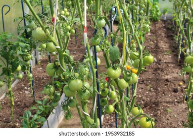 Beautiful green tomatoes growing in a greenhouse in the garden. Selective focus. Background. Arkistovalokuva