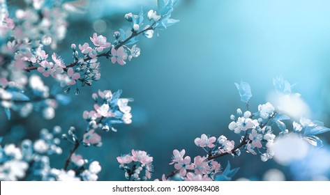 Beautiful floral spring abstract background of nature. Branches of blossoming apricot macro with soft focus on gentle light blue sky background. For easter and spring greeting cards with copy space Stock Photo