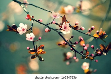 Beautiful flowering Japanese cherry - Sakura. Background with flowers on a spring day.  Stock Photo