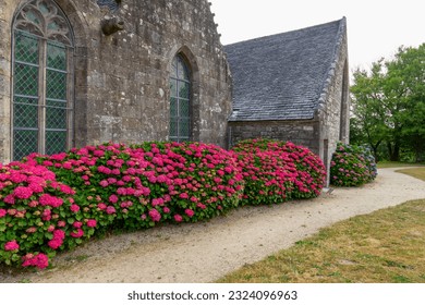 Beautiful Hydrangea macrophylla red under the stained-glass windows of the Chapelle Sainte-Marie du Menez-Hom. Brittany Foto stock